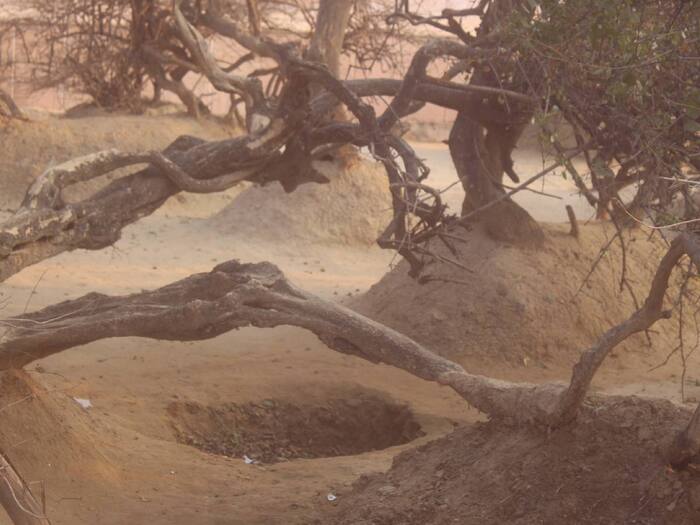 Nidhivan Vrindavan  1