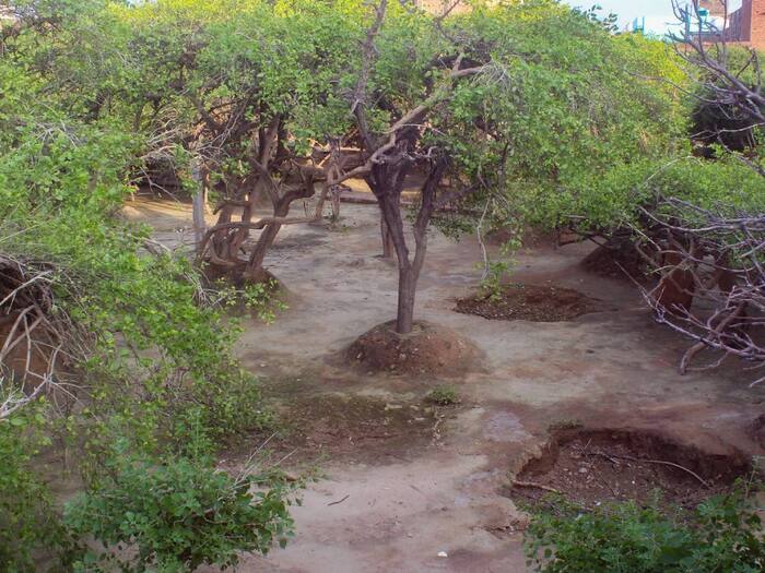 Nidhivan Vrindavan  4