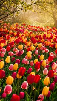 Plan Your First 2025 Trip With 9 Stunning Spring Gardens