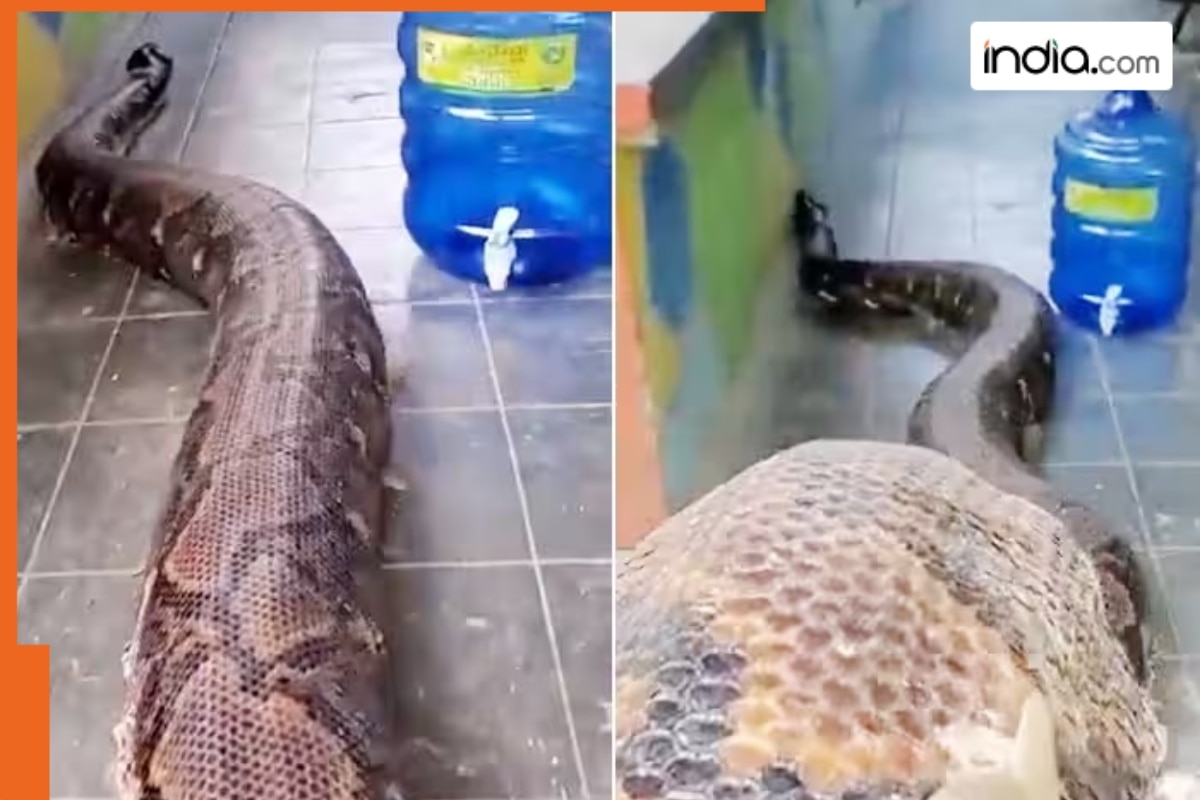 Giant python on flooded Thailand street terrifies netizens, video goes ...