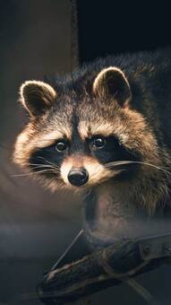 5 animals that have adapted to urban lifestyle