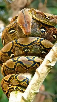 7 snakes that can eat a human
