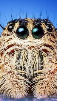 7 animals that have more than two eyes