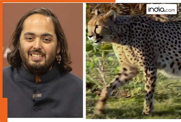 Mukesh Ambani’s son Anant Ambani celebrates milestone, Vantara welcomes five cheetah cubs born at…