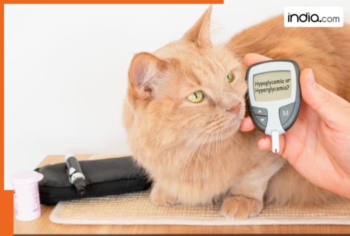 Diabetes in cats, dogs: symptoms, treatment, and how to ensure they remain healthy