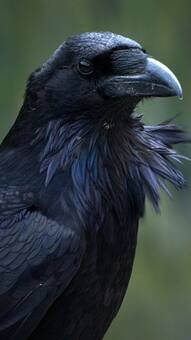 10 Rare animals with remarkable memory abilities