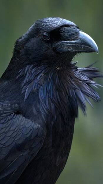 10 Rare animals with remarkable memory abilities