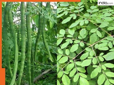 artichaut plante ARTISCHOCKE IMPERIAL STAR AB