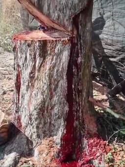 काटते ही खून के फव्वारे फेंकने लगा पेड़, यकीन ना आए तो खुद देख लो