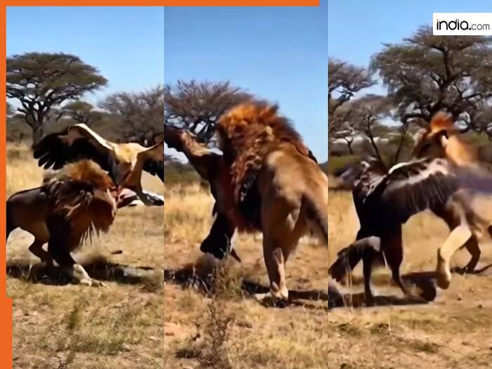 Sher Ka Video