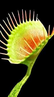 5 plants that behave like animals
