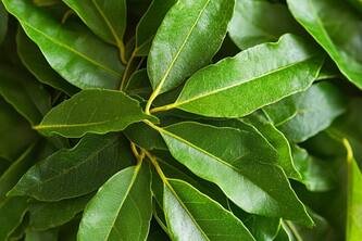 Why You Should Add Curry Leaves To Your Daily Diet For Optimal Health