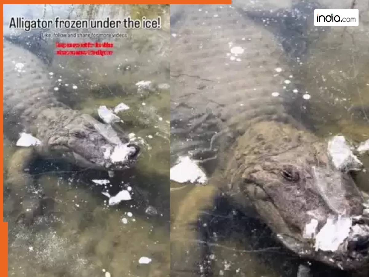 ‘ये मगरमच्छ नहीं अल्टीमेट योद्धा है’, बर्फीले पानी में जमे जानवर का Video देख हिल गया इंटरनेट; फिर हुआ कुछ ऐसा