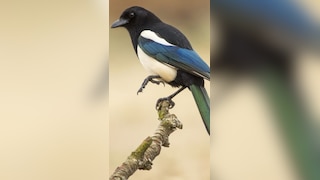 7 most poisonous birds in the world: Nature's toxic beauties