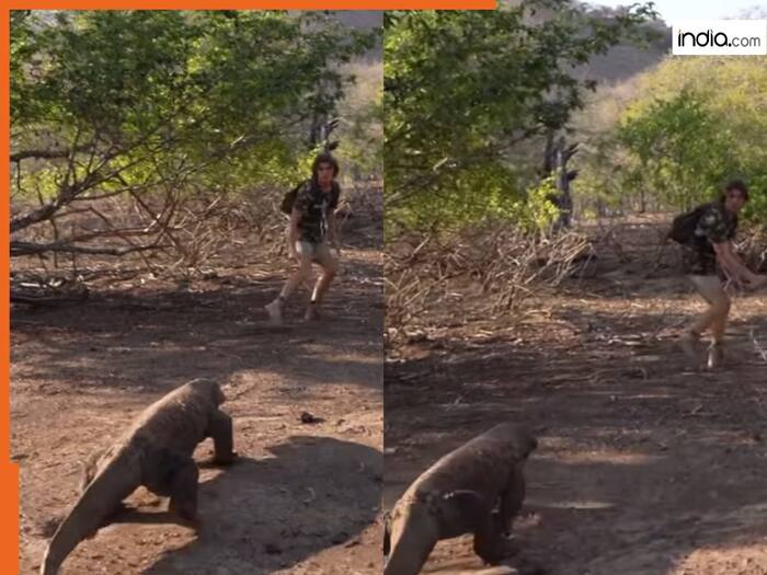 Wild Animal Video