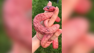 7 snakes that eat their own kind