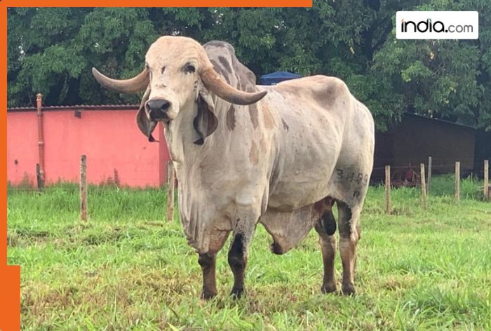 This 8-Foot long Gir cow is a JACKPOT for its owner, can produce 20 liters of milk everyday, cost Rs…, available in…