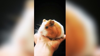 7 surprising loyal animals in world
