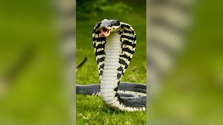10 deadliest cobra species in the world