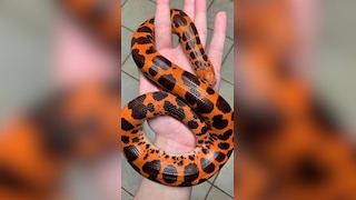 7 slowest snakes in the world