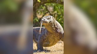8 fascinating female animals that reproduce without males