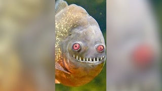 7 most deadliest sea animals in the world