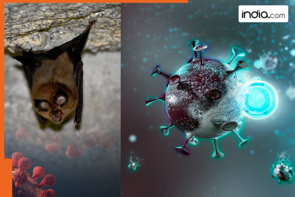 New bat coronavirus that can infect humans discovered in…, scientists warn…