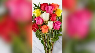 Rose Day 2025: 10 types of roses and their meanings