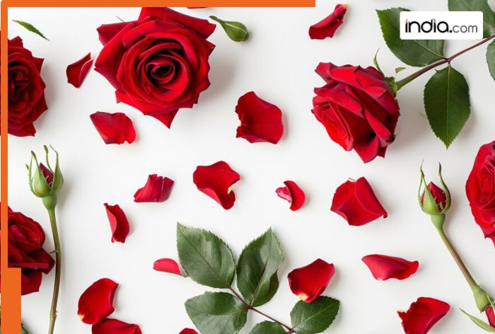 Happy Rose Day 2025: Best WhatsApp wishes, SMS, status, greetings to share with your loved ones