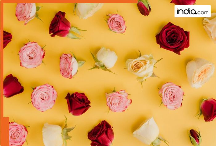 Why is Rose Day celebrated? Know history and significance