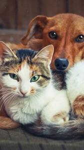 घर में कौन सा जानवर पालना माना जाता है शुभ?