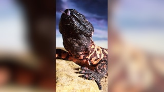 7 most dangerous animals in the wild