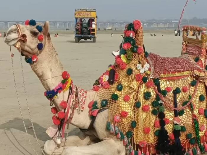 Camel Riding