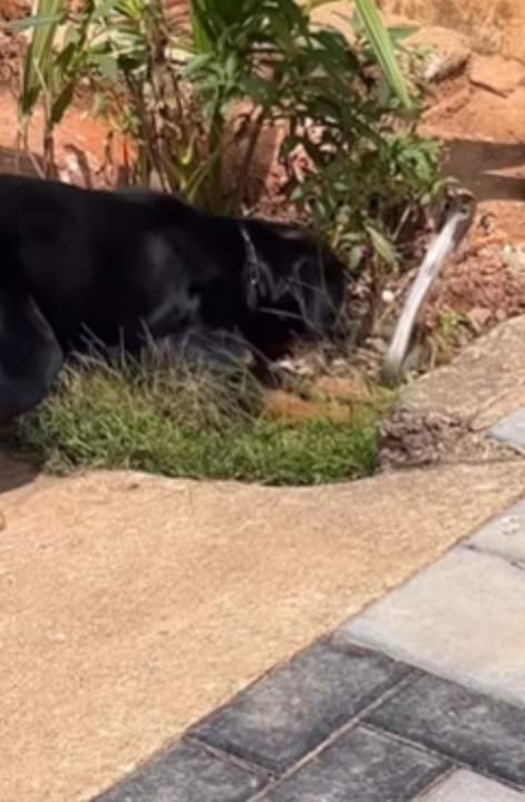 Cobra vs Rottweiler video goes viral - who won?