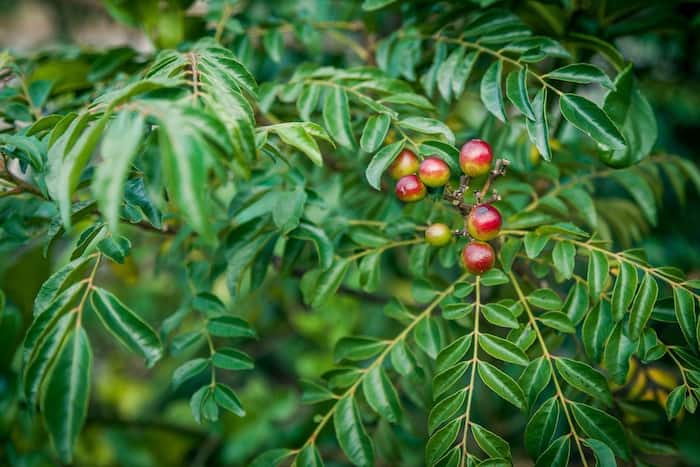 Curry Leaves Plant with Fresh Fruits 0 1200