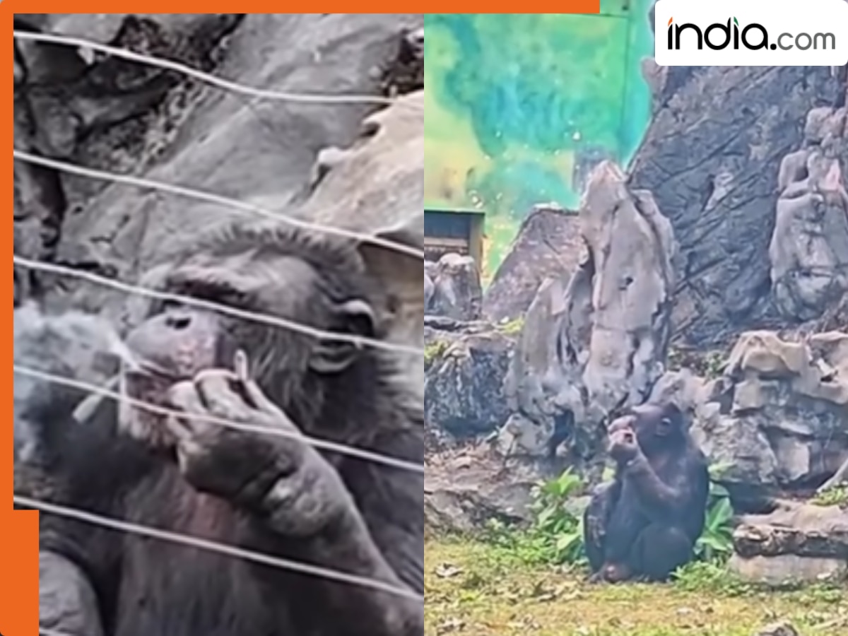 सिगरेट का कश लगाते गोरिल्ला का वीडियो हुआ वायरल, Video देख लोग रह गए हैरान