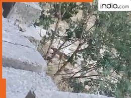 ग्रेटर नोएडा की सोसायटी में 'तेंदुआ' दिखने से हड़कंप, देर रात चला सर्च ऑपरेशन, फिर जो मिला...