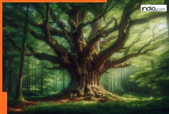 World's most expensive wood; 10 grams costs more than 1 kg gold, its found in..., name is... 2 World's most expensive wood; 10 grams costs more than 1 kg gold, its found in..., name is...