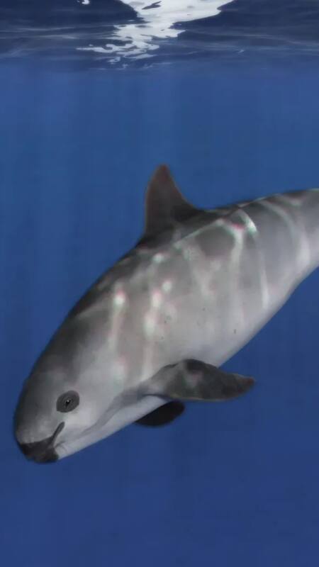 7 rarest animals on earth