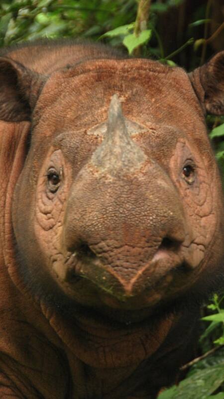 7 rarest animals on earth