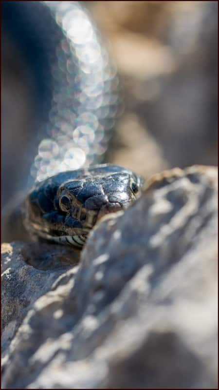 King Cobra vs Black Mamba: Who will win in a fight?