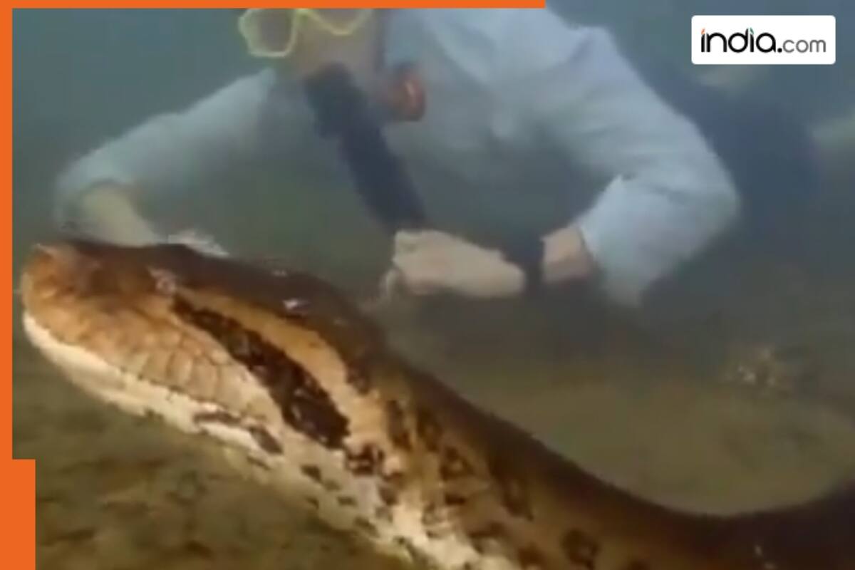 Anaconda: Giant Snake of the Amazon (TV Movie 1999) - User reviews - IMDb, image size:1200x800