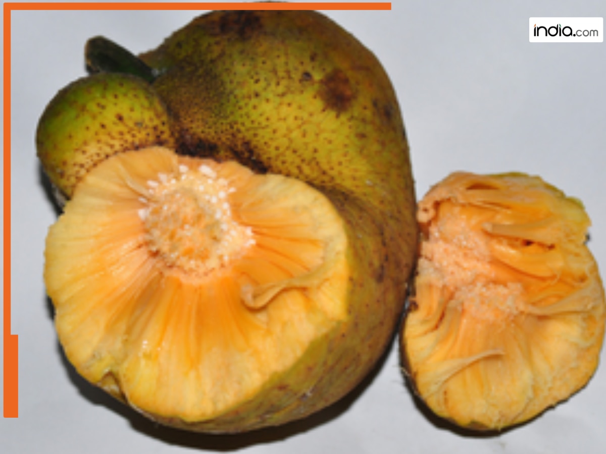 Badhal Ke Fayde: सेहत के खजाने से कम नहीं बड़हल, जाने क्यों कहते हैं ...