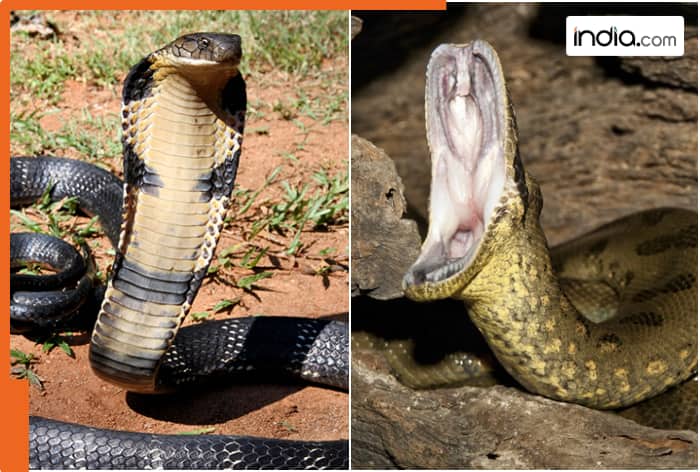 Who will win in a fight—powerful venom or deadly grip? 2 anaconda