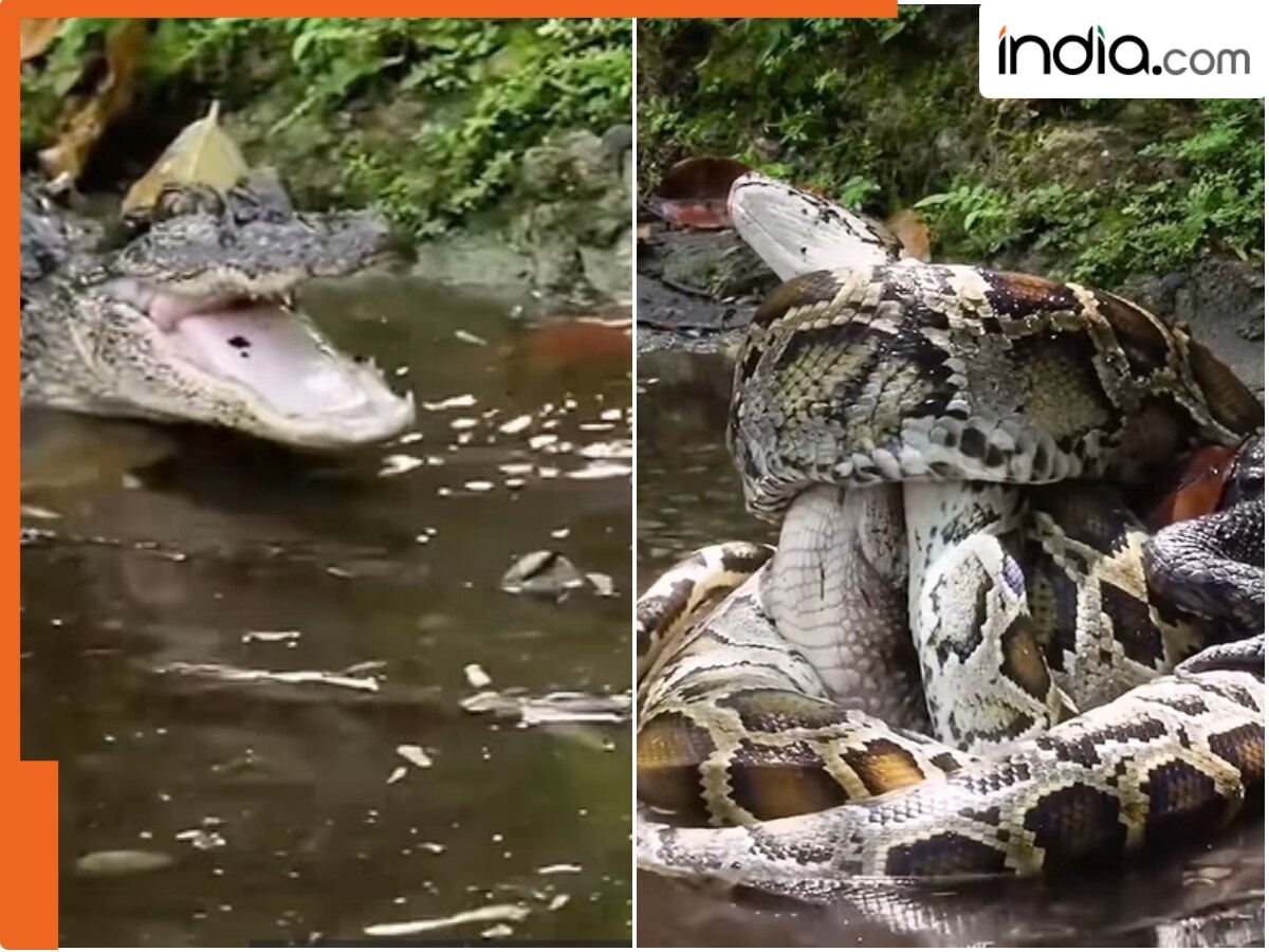 अजगर और मगरमच्छ में कौन जीतेगा? इनकी लड़ाई का वायरल वीडियो देख चौंक ...