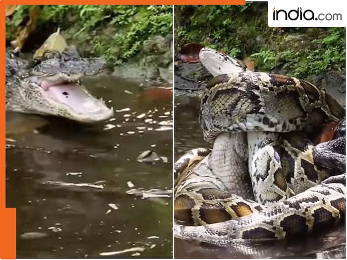 अजगर और मगरमच्छ में कौन जीतेगा? इनकी लड़ाई का वायरल वीडियो देख चौंक ...