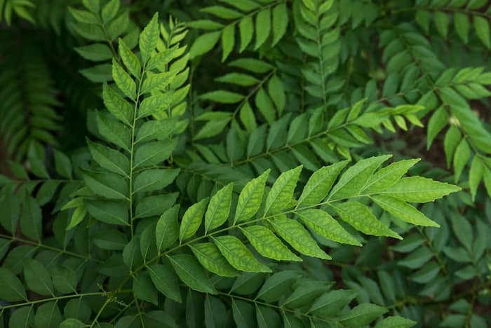 Curry leaves plant 0 1200