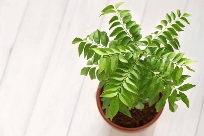 Curry plant 1