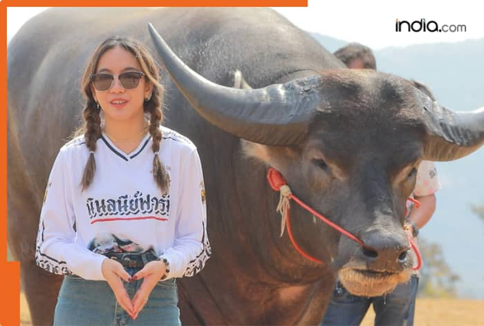 Meet King Kong, tallest water buffalo in world, eats 35kg of food daily, he is from...