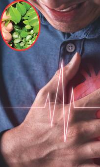 High Cholesterol हो जाएगा छूमंतर, बस खाना शुरू कर दें ये 1 पत्ता